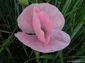 fondos de foto de flor amapola rosa hasta 2560x1920